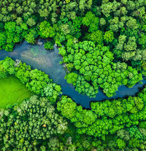 The Enchanted Woodland