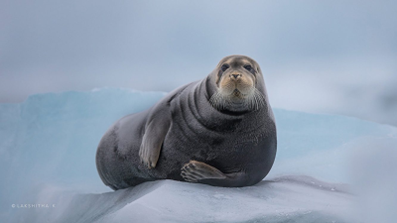 seal