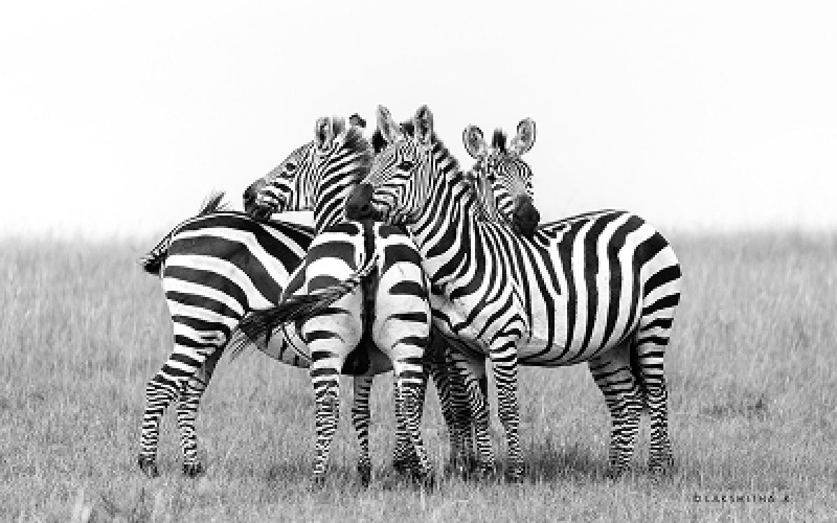 zebras 1 (1)